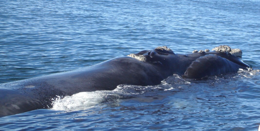 राइट व्हेल; North Atlantic Right Whale
