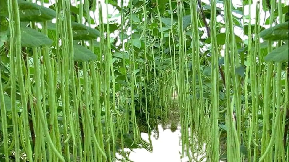 barbati; lobia; बरबट्टी (लोबिया) की फसल से कम जगह और कम समय में ज्यादा लाभ