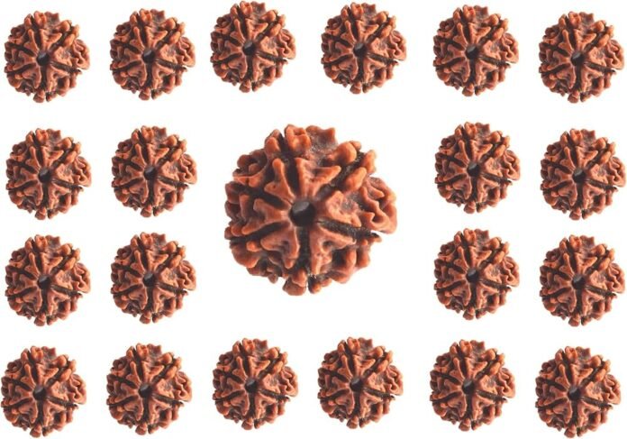 Viprabharati Rudraksha गौरी शंकर रुद्राक्ष: परिवार में सुख-शांति के लिए विशेष क्यों माना गया? Viprabharati Rudraksha गौरी शंकर रुद्राक्ष: परिवार में सुख-शांति के लिए विशेष क्यों माना गया?