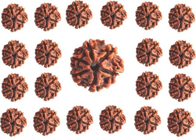 Viprabharati Rudraksha गौरी शंकर रुद्राक्ष: परिवार में सुख-शांति के लिए विशेष क्यों माना गया?