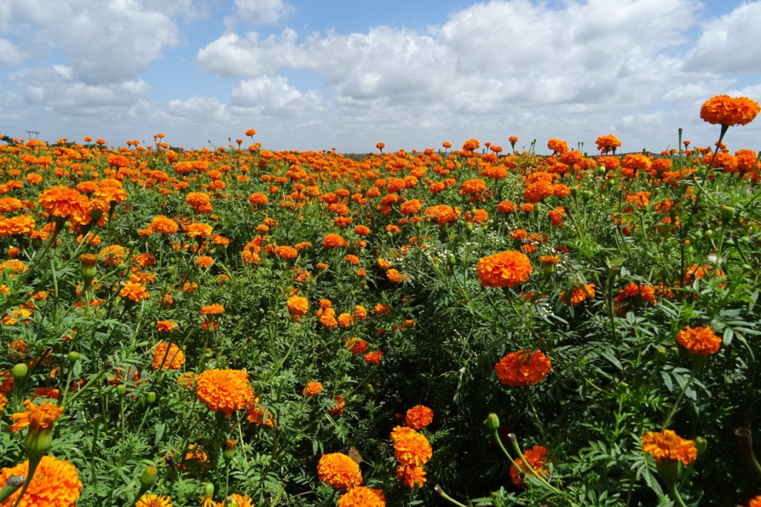 flower_marigold_orange_yellow_genda_jhenduphool_gondephool_genda_गेंदा की खेती (Marigold Farming) कैसे करें?